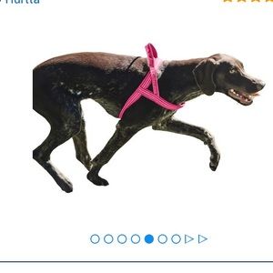 $5 bundle only leash